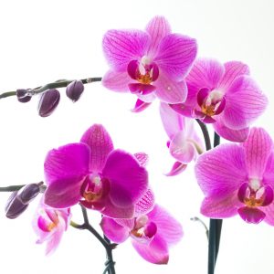 Návšteva kláštora, výstava Orchideií v Klosterneuburgu a jarná Viedeň